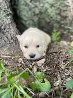 Daisy, a female Golden Retriever and English Cream Golden Retriever for sale in Huntington, AR – 9 of 10