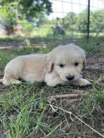 Oakley , a male Golden Retriever and English Cream Golden Retriever for sale in Huntington, AR – 3 of 10