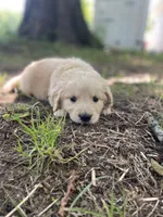 Aspen, a male Golden Retriever and English Cream Golden Retriever for sale in Huntington, AR – 9 of 10
