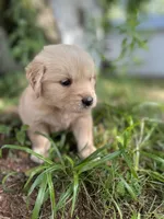 Violet , a female Golden Retriever and English Cream Golden Retriever for sale in Huntington, AR – 3 of 10