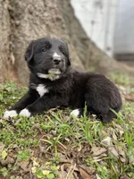 Rose, a female Golden Retriever and Labrador Retriever for sale in Huntington, AR – Photo 10 of 10