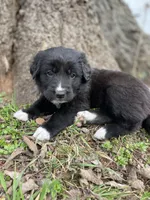 Rose, a female Golden Retriever and Labrador Retriever for sale in Huntington, AR – Photo 2 of 10