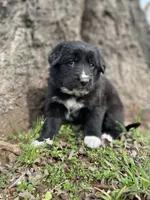 Rose, a female Golden Retriever and Labrador Retriever for sale in Huntington, AR – Photo 8 of 10