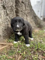 Rose, a female Golden Retriever and Labrador Retriever for sale in Huntington, AR – Photo 7 of 10