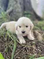 Juniper, a male Golden Retriever and English Cream Golden Retriever for sale in Huntington, AR – 5 of 10
