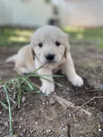 Aspen, a male Golden Retriever and English Cream Golden Retriever for sale in Huntington, AR – 4 of 10