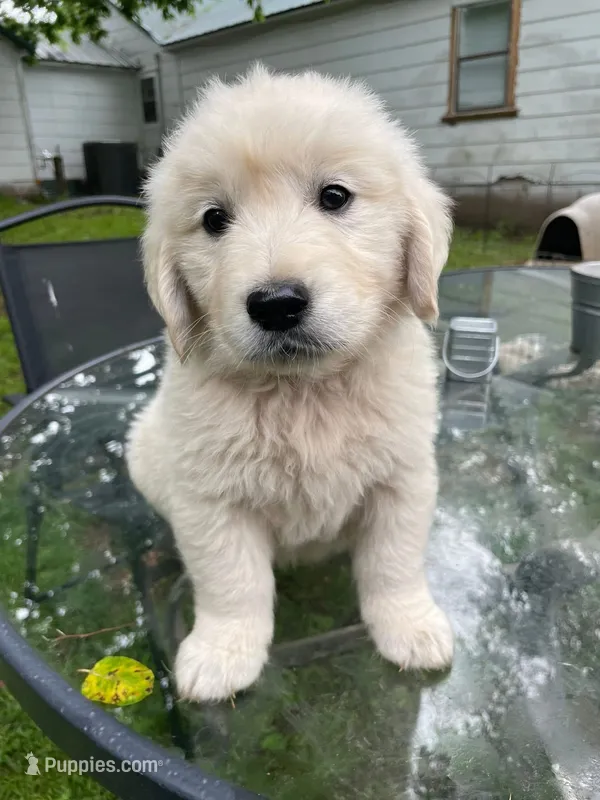 Oakley – English Cream Golden Retriever puppy for sale in Huntington, AR