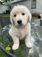 Oakley, a male English Cream Golden Retriever for sale in Huntington, AR – 1 of 10