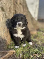 Ruby, a female Golden Retriever and Labrador Retriever for sale in Huntington, AR – Photo 9 of 10