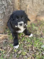 Ruby, a female Golden Retriever and Labrador Retriever for sale in Huntington, AR – Photo 8 of 10