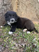 Ruby, a female Golden Retriever and Labrador Retriever for sale in Huntington, AR – Photo 5 of 10