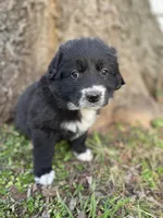Ruby, a female Golden Retriever and Labrador Retriever for sale in Huntington, AR – Photo 4 of 10