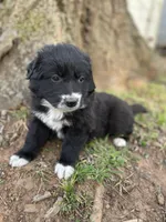 Ruby, a female Golden Retriever and Labrador Retriever for sale in Huntington, AR – Photo 6 of 10