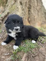 Ruby, a female Golden Retriever and Labrador Retriever for sale in Huntington, AR – Photo 10 of 10