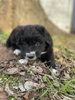 Ruby, a female Golden Retriever and Labrador Retriever for sale in Huntington, AR – Photo 2 of 10