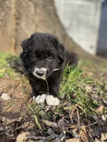 Ruby, a female Golden Retriever and Labrador Retriever for sale in Huntington, AR – Photo 7 of 10