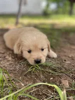 Violet , a female Golden Retriever and English Cream Golden Retriever for sale in Huntington, AR – 6 of 10