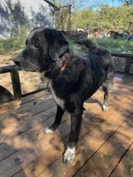 Shadow , a male Golden Retriever and Labrador Retriever for sale in Huntington, AR – 2 of 8