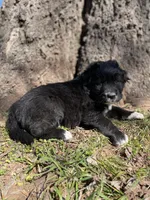Copper, a male Golden Retriever and Labrador Retriever for sale in Huntington, AR – Photo 9 of 10