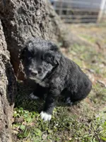 Copper, a male Golden Retriever and Labrador Retriever for sale in Huntington, AR – Photo 4 of 10
