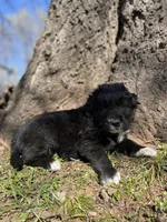 Copper, a male Golden Retriever and Labrador Retriever for sale in Huntington, AR – Photo 8 of 10