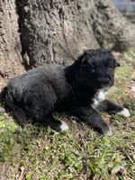 Copper, a male Golden Retriever and Labrador Retriever for sale in Huntington, AR – Photo 6 of 10