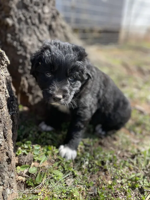 Copper, a male Golden Retriever and Labrador Retriever for sale in Huntington, AR – Photo 1 of 10