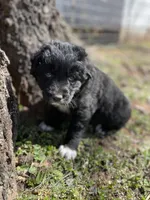Copper, a male Golden Retriever and Labrador Retriever for sale in Huntington, AR – Photo 1 of 10