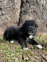 Copper, a male Golden Retriever and Labrador Retriever for sale in Huntington, AR – Photo 5 of 10