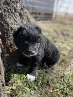 Copper, a male Golden Retriever and Labrador Retriever for sale in Huntington, AR – Photo 7 of 10