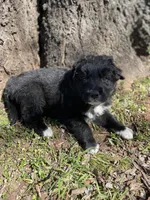 Copper, a male Golden Retriever and Labrador Retriever for sale in Huntington, AR – Photo 2 of 10
