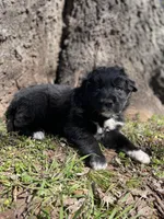 Copper, a male Golden Retriever and Labrador Retriever for sale in Huntington, AR – Photo 10 of 10