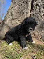 Copper, a male Golden Retriever and Labrador Retriever for sale in Huntington, AR – Photo 3 of 10