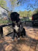 Shadow , a male Golden Retriever and Labrador Retriever for sale in Huntington, AR – 3 of 8