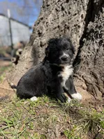 Indie, a male Golden Retriever and Labrador Retriever for sale in Huntington, AR – Photo 2 of 10