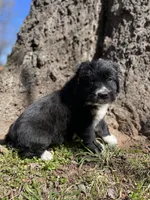 Indie, a male Golden Retriever and Labrador Retriever for sale in Huntington, AR – Photo 10 of 10