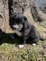Indie, a male Golden Retriever and Labrador Retriever for sale in Huntington, AR – Photo 4 of 10