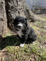 Indie, a male Golden Retriever and Labrador Retriever for sale in Huntington, AR – Photo 3 of 10