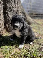 Indie, a male Golden Retriever and Labrador Retriever for sale in Huntington, AR – Photo 1 of 10