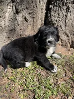 Indie, a male Golden Retriever and Labrador Retriever for sale in Huntington, AR – Photo 7 of 10