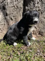 Indie, a male Golden Retriever and Labrador Retriever for sale in Huntington, AR – Photo 6 of 10