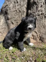 Indie, a male Golden Retriever and Labrador Retriever for sale in Huntington, AR – Photo 9 of 10
