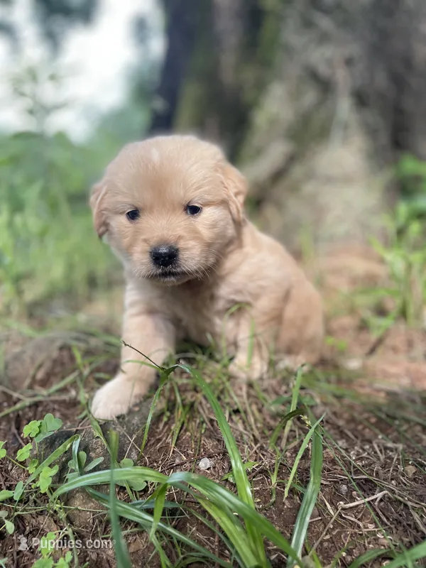 Violet  – Golden Retriever, English Cream Golden Retriever puppy for sale in Huntington, AR