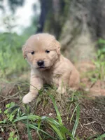 Violet , a female Golden Retriever and English Cream Golden Retriever for sale in Huntington, AR – 1 of 10