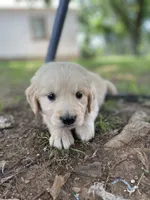 Aspen, a male Golden Retriever and English Cream Golden Retriever for sale in Huntington, AR – 6 of 10