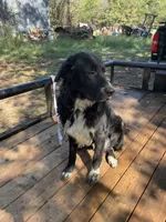 Shadow , a male Golden Retriever and Labrador Retriever for sale in Huntington, AR – 4 of 8