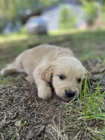 Flame, a male Golden Retriever and English Cream Golden Retriever for sale in Huntington, AR – 4 of 10