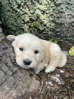 Daisy, a female Golden Retriever and English Cream Golden Retriever for sale in Huntington, AR – 8 of 10