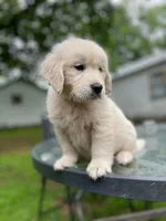 Oakley, a male English Cream Golden Retriever for sale in Huntington, AR – 5 of 10