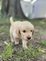 Flame, a male Golden Retriever and English Cream Golden Retriever for sale in Huntington, AR – 7 of 10